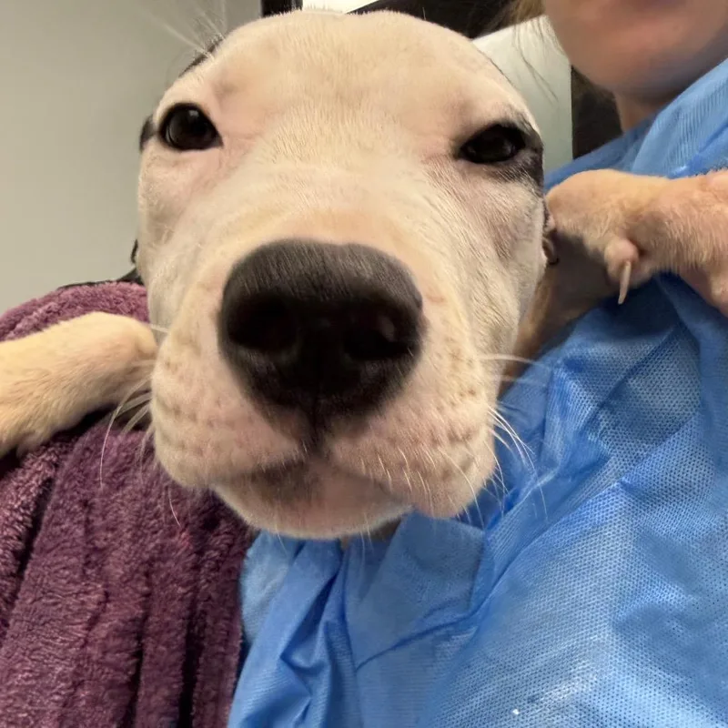 A baby medium-sized male White / Cream Terrier dog named Thackery for adoption in Abilene, TX