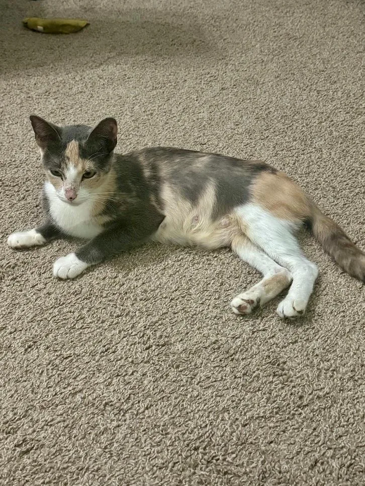 An adult medium-sized female Domestic Short Hair cat named Fiona for adoption in Wellington, FL