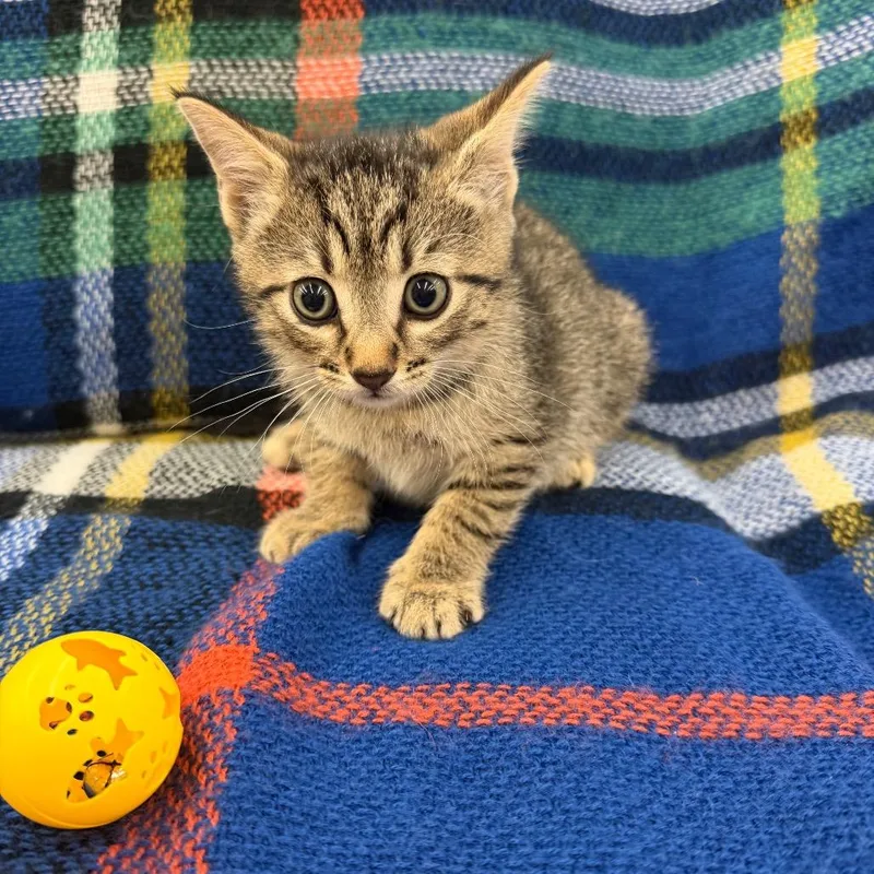 A baby small-sized male Gray / Blue / Silver Domestic Short Hair cat named Rufus for adoption in Raleigh, NC