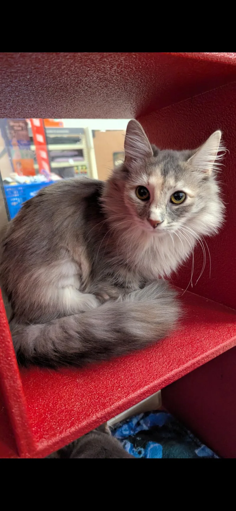 A baby medium-sized female Domestic Long Hair cat named Jane Jetson for adoption in Lexington, KY