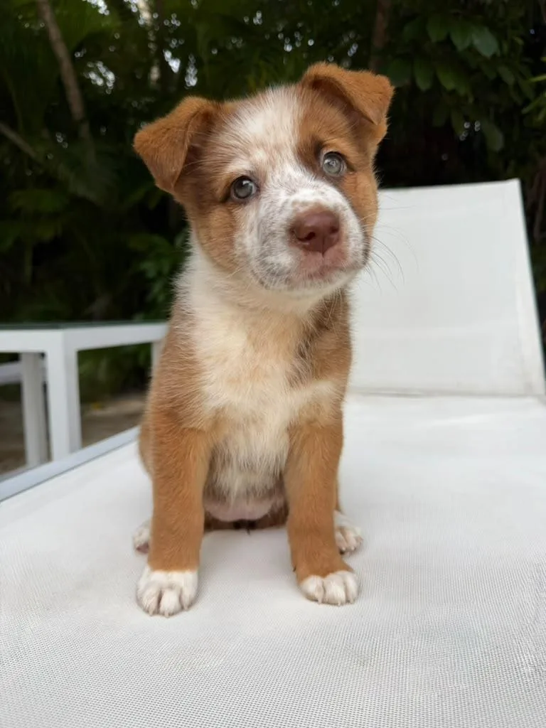 A baby medium-sized female Australian Cattle Dog / Blue Heeler dog named Kangaroo for adoption in Sunrise, FL