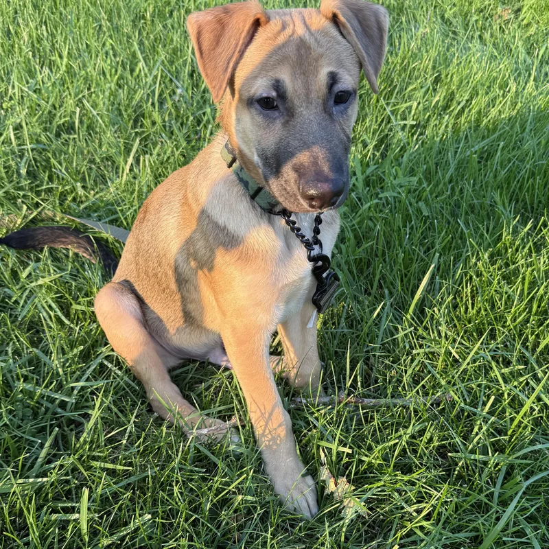 Biscuit