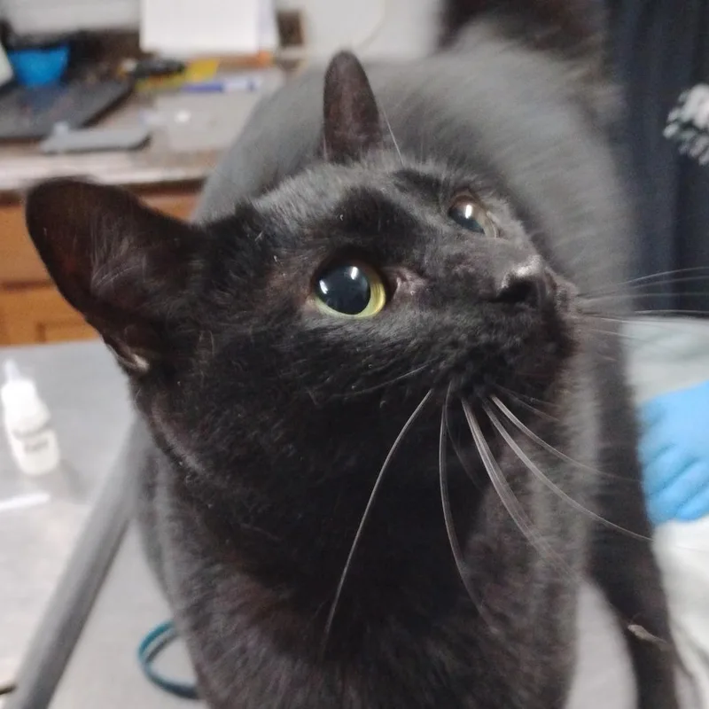 A senior small-sized female Black Domestic Medium Hair cat named Stella for adoption in Summerville, SC