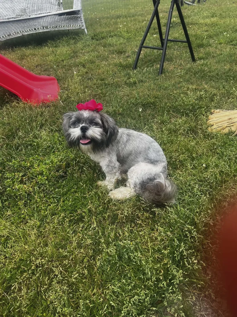 Lulu