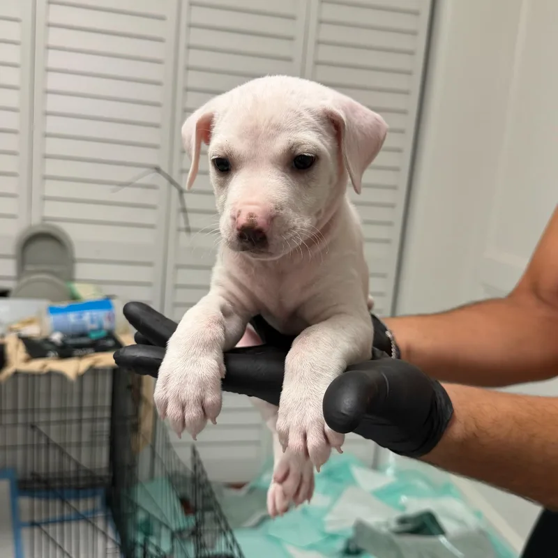 A baby medium-sized male American Staffordshire Terrier dog named Karev for adoption in Houston, TX