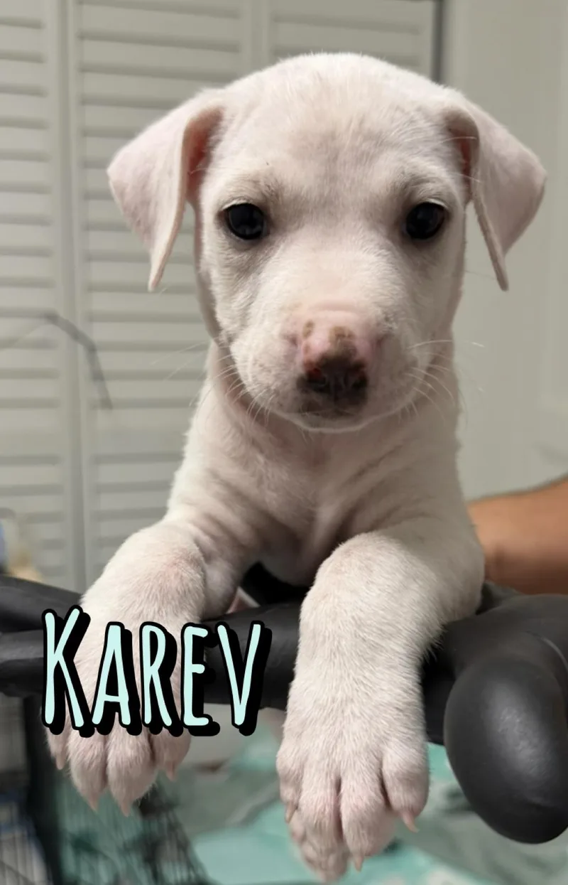 Karev thumbnail 3