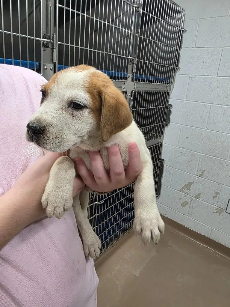A baby large-sized female Husky dog named Blossum for adoption in Nacogdoches, TX