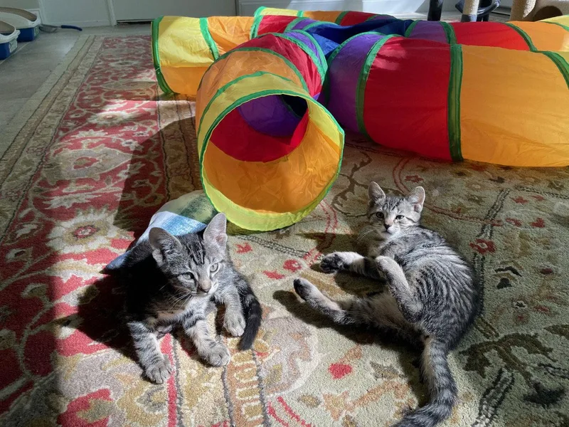 A baby medium-sized female Domestic Short Hair cat named Petunia for adoption in Broomall, PA