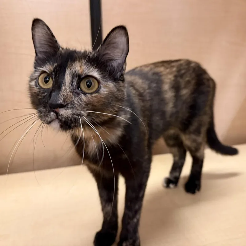 An adult medium-sized female Tortoiseshell Domestic Short Hair cat named Ziti for adoption in Saint Louis, MO
