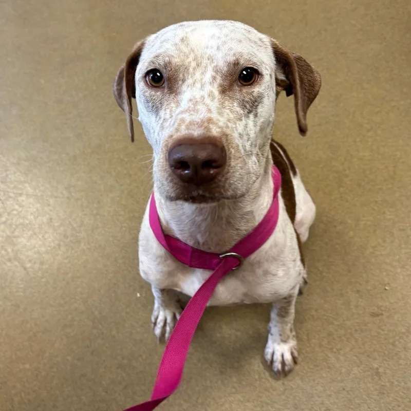 An adult medium-sized female German Shorthaired Pointer dog named Wingstop for adoption in San Antonio, TX