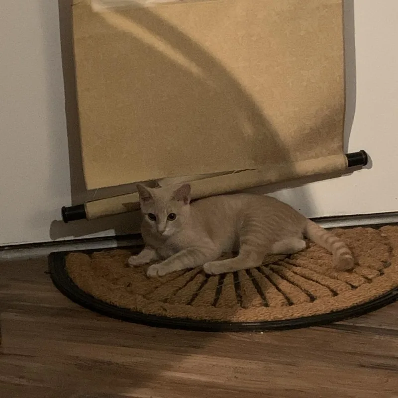 A young small-sized male Domestic Short Hair cat named Johnny Bravo for adoption in Pittsburgh, PA