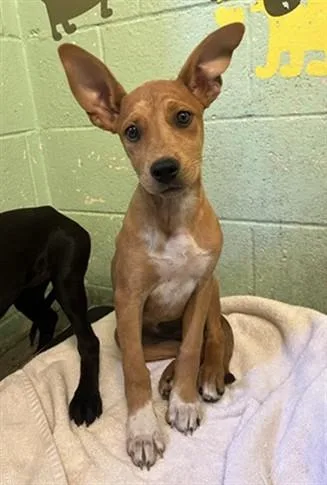 A baby small-sized female Pit Bull Terrier dog named Cindy for adoption in Sacramento, CA