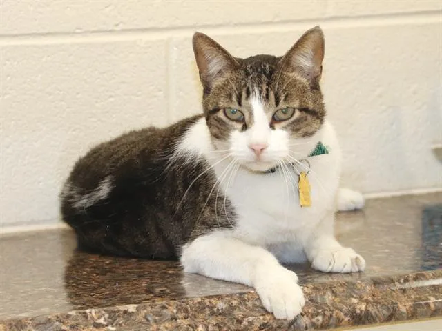 A senior small-sized male Domestic Short Hair cat named Jeff for adoption in St. Louis, MO