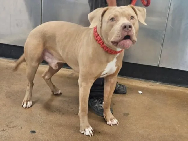 A young large-sized male Mixed Breed dog named Capistrano for adoption in Van Nuys, CA