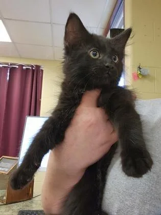 A baby small-sized male Domestic Medium Hair cat named Markus for adoption in Independence, MO