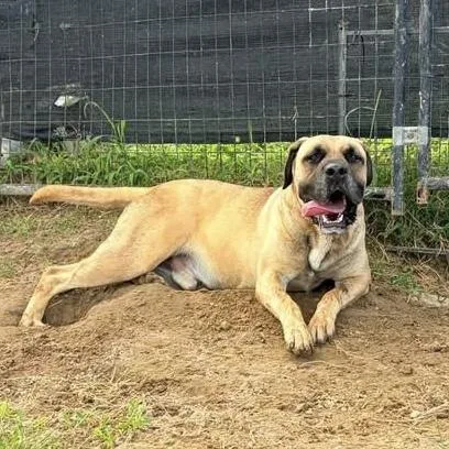 An adult extra large-sized male Mastiff dog named Mufasa for adoption in Columbia, SC