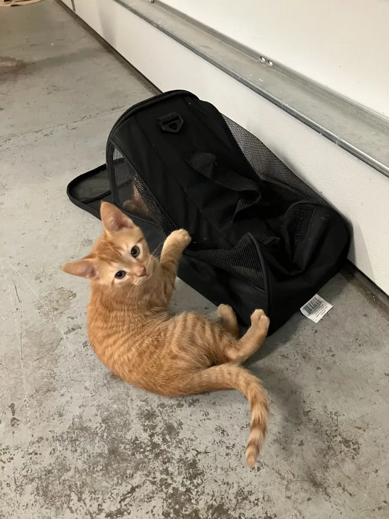 Ziggy.  Of The thumbnail 2