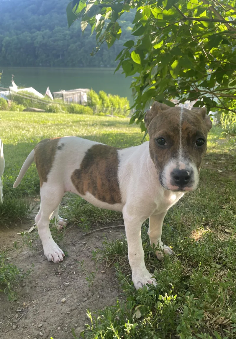 A baby medium-sized female Boxer dog named Angel for adoption in Carmel, NY