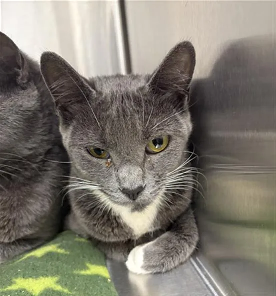 A young small-sized female Domestic Short Hair cat named Starling for adoption in Indianapolis, IN