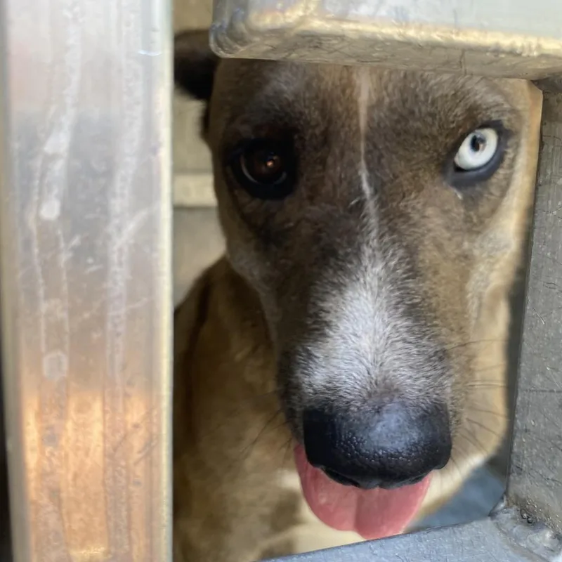 An adult medium-sized female Gray / Blue / Silver Husky dog named Runna for adoption in Greensboro, NC