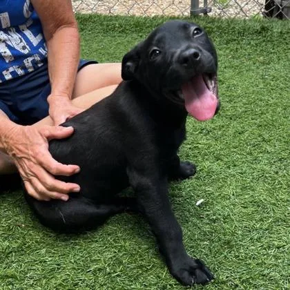 A young large-sized female Pit Bull Terrier dog named Madison for adoption in Kansas City, MO