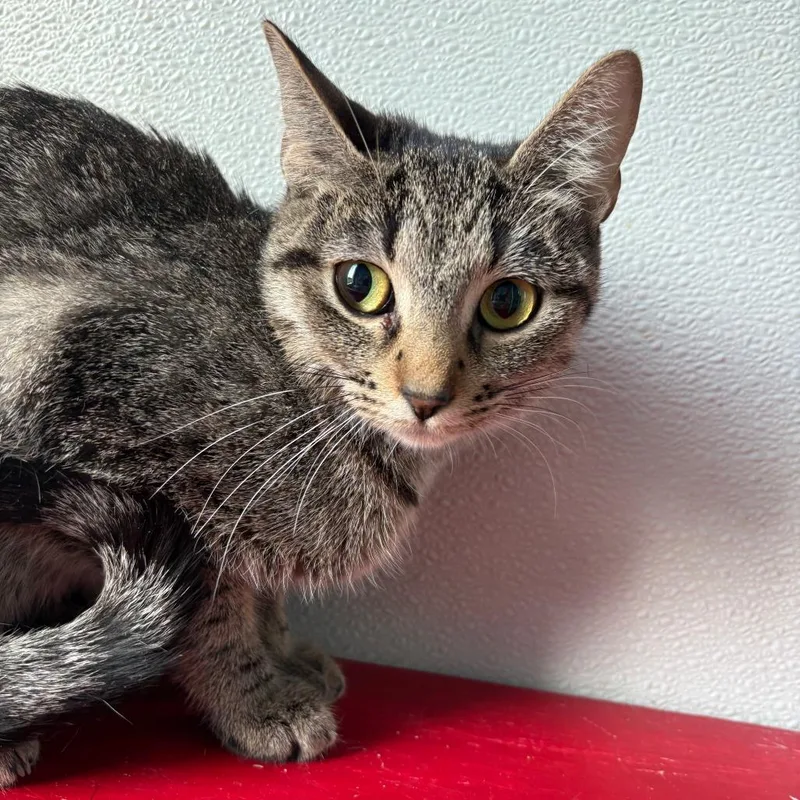 An adult small-sized female Gray / Blue / Silver Domestic Short Hair cat named Harley for adoption in West Des Moines, IA