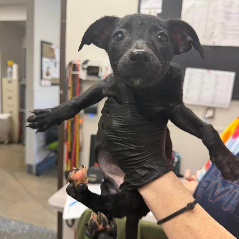 A baby small-sized female Black Mixed Breed dog named Elphaba for adoption in Columbiana, AL