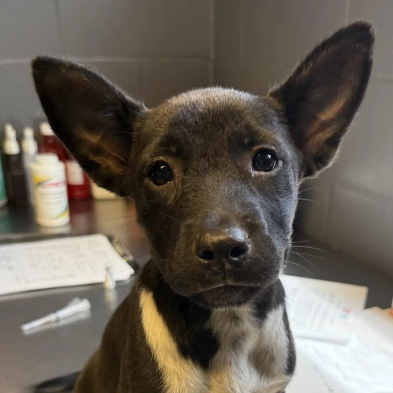 A baby small-sized female Black Shepherd dog named Apple for adoption in Tuscaloosa, AL