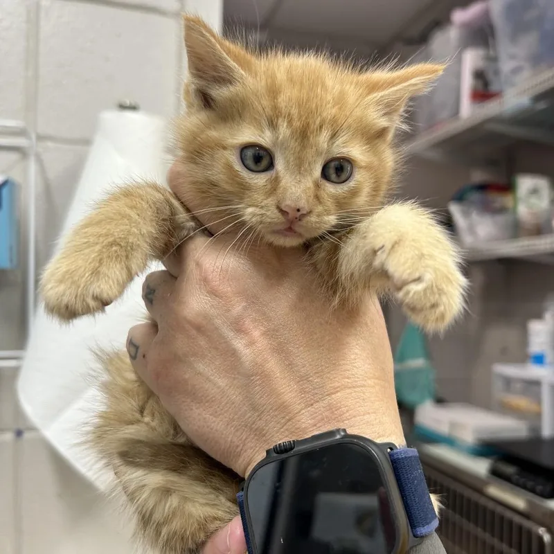A baby small-sized male Orange / Red Domestic Short Hair cat named Tang for adoption in Huntsville, AL
