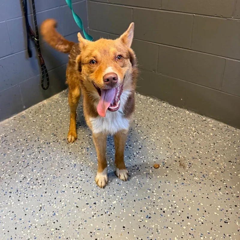 An adult medium-sized male Brown / Chocolate Shepherd dog named Tuscstray for adoption in Tuscaloosa, AL