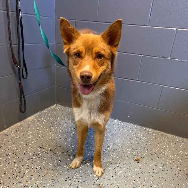 Tuscstray thumbnail 2