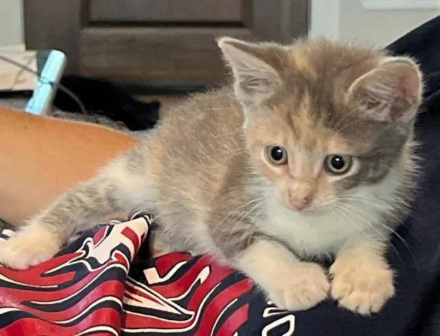 A baby small-sized female Domestic Short Hair cat named Titleist for adoption in New Braunfels, TX