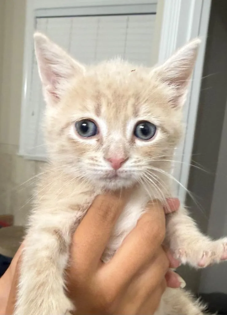 A baby medium-sized male Domestic Short Hair cat named James for adoption in Evans, GA