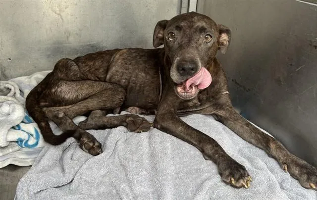 An adult large-sized female Pit Bull Terrier dog named Penelope for adoption in Corpus Christi, TX