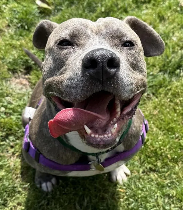 An adult large-sized male Pit Bull Terrier dog named Skipper for adoption in Oakland, CA