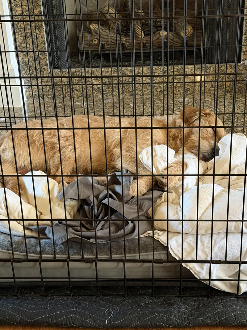 An adult medium-sized male Labradoodle dog named Kingsley for adoption in Little Rock, AR