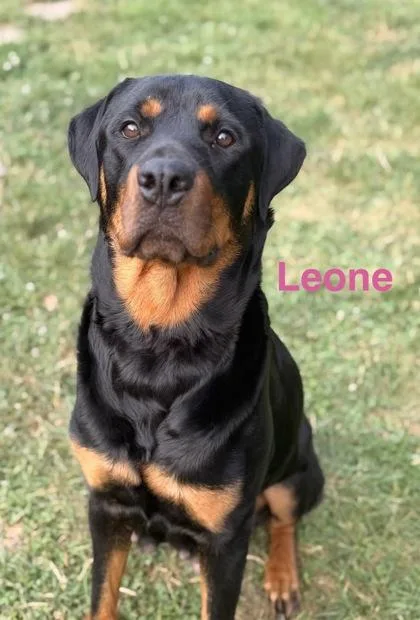 Leone thumbnail 2
