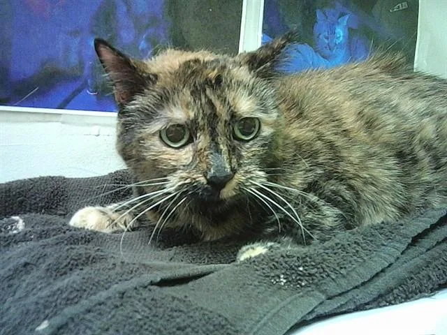 A senior medium-sized female Domestic Short Hair cat named Stubby for adoption in Pueblo, CO