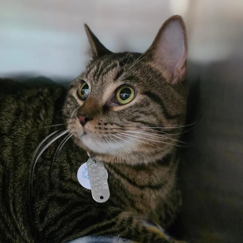 A young large-sized male Brown / Chocolate Domestic Short Hair cat named Zeus for adoption in Chapel Hill, NC