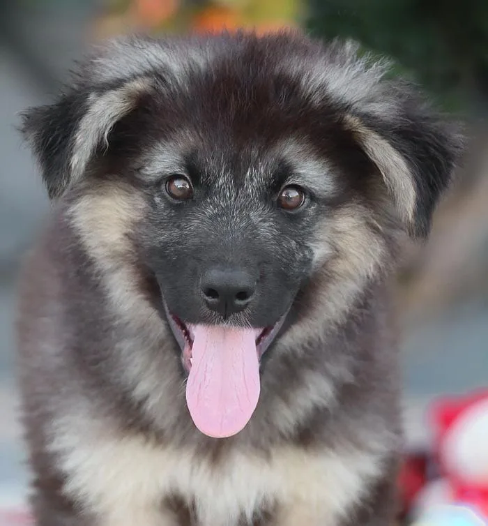 A baby large-sized male Sable German Shepherd Dog dog named Hudson von Harthausen for adoption in Los Angeles, CA