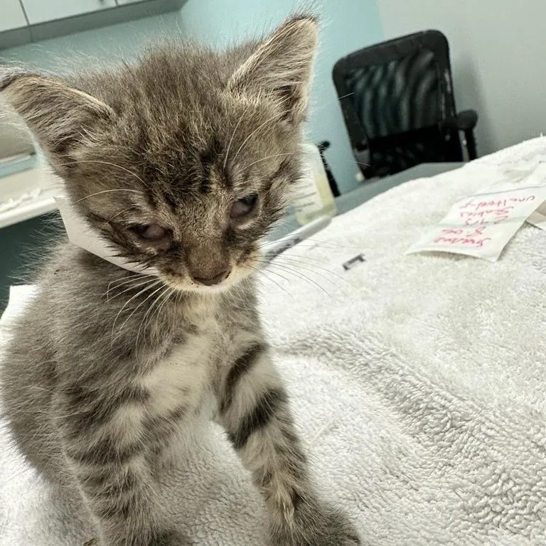 A baby small-sized female Gray / Blue / Silver Domestic Medium Hair cat named Asparagus for adoption in Jacksonville, FL