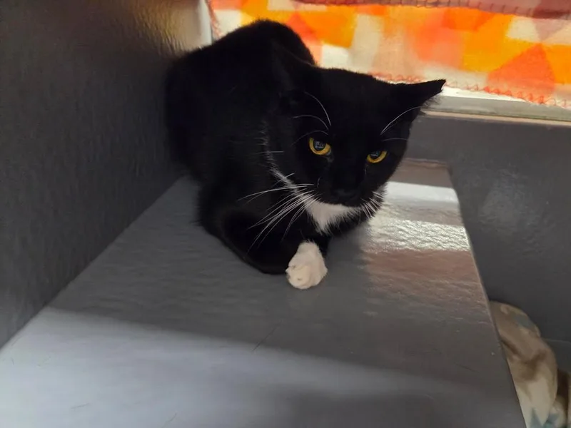 An adult medium-sized male Domestic Short Hair cat named Szechuan for adoption in East hartford, CT