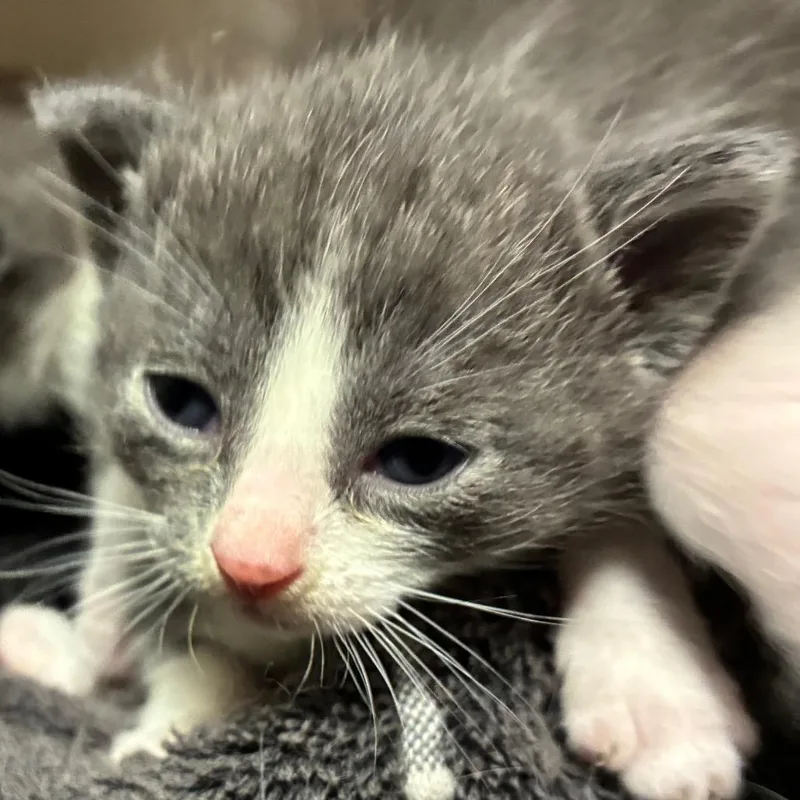 A baby small-sized female Gray / Blue / Silver Domestic Short Hair cat named Ice cream for adoption in Yuma, AZ