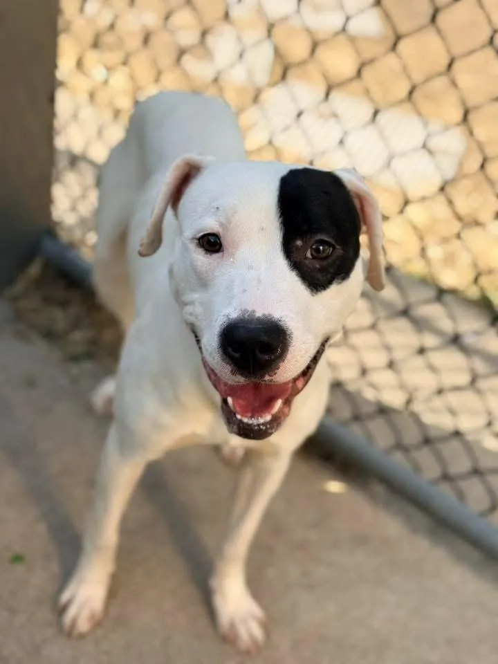 An adult medium-sized male White / Cream Pit Bull Terrier dog named Moet for adoption in Chicago, IL