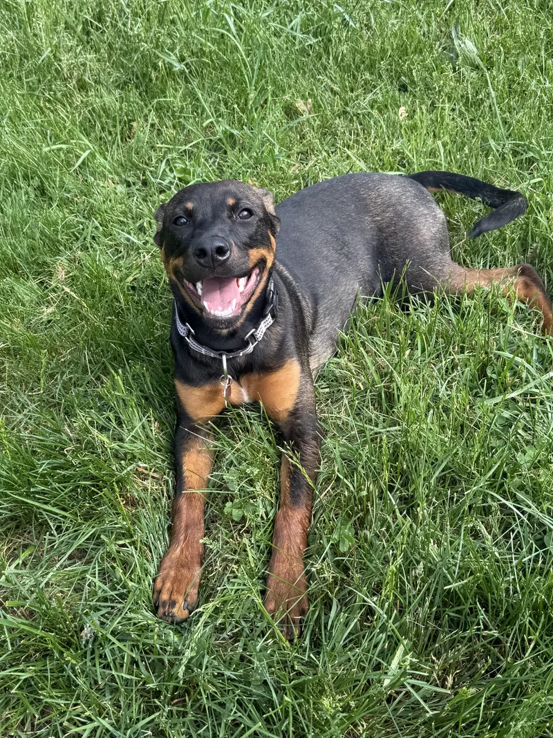 A baby medium-sized female Shepherd dog named Rumi for adoption in Succasunna, NJ