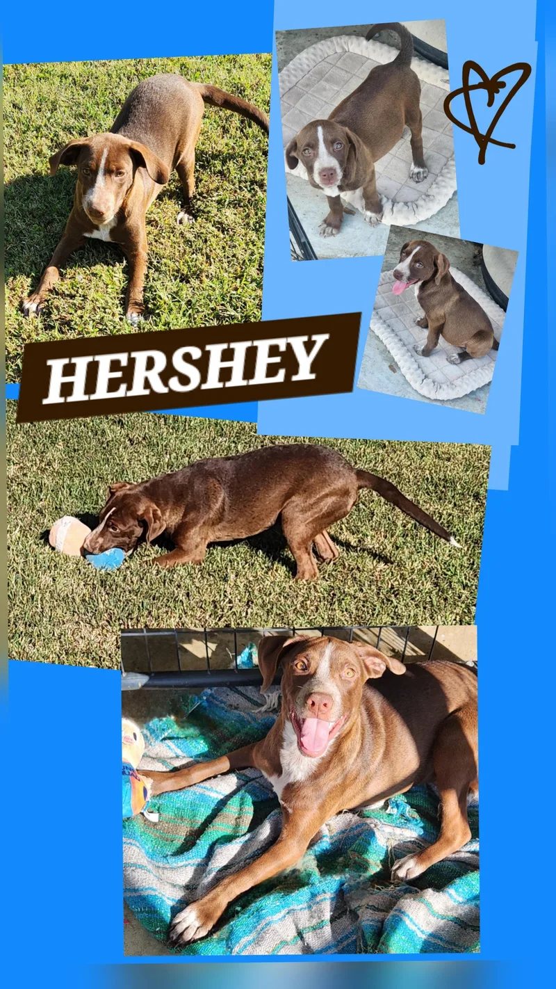 Hershey thumbnail 2