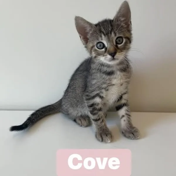 A baby small-sized female Domestic Short Hair cat named Cove for adoption in Chesapeake, VA
