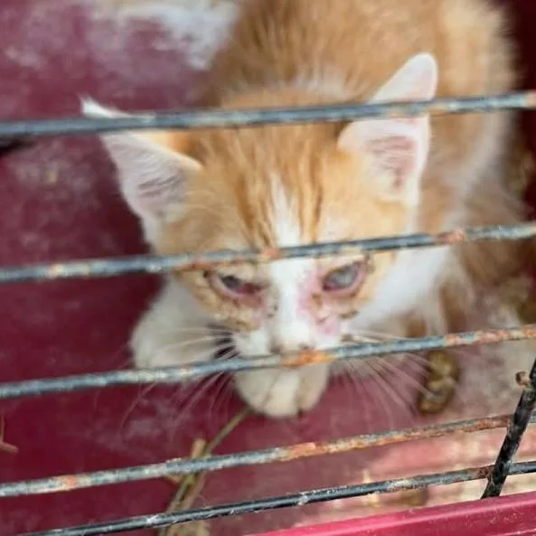 A baby small-sized male Orange / Red Domestic Short Hair cat named Brandon  Medical Intake for adoption in Ringtown, PA