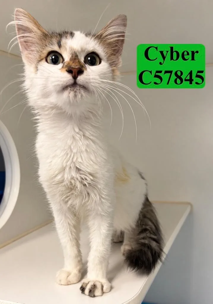 Cyber thumbnail 3