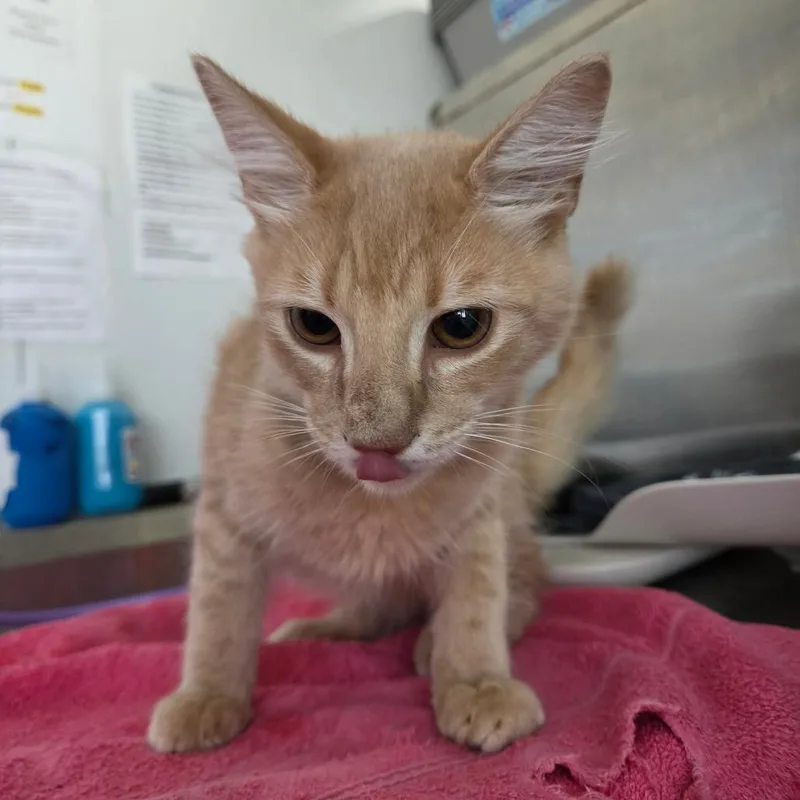 A young medium-sized male Orange / Red Domestic Medium Hair cat named Rio for adoption in Lakeland, FL